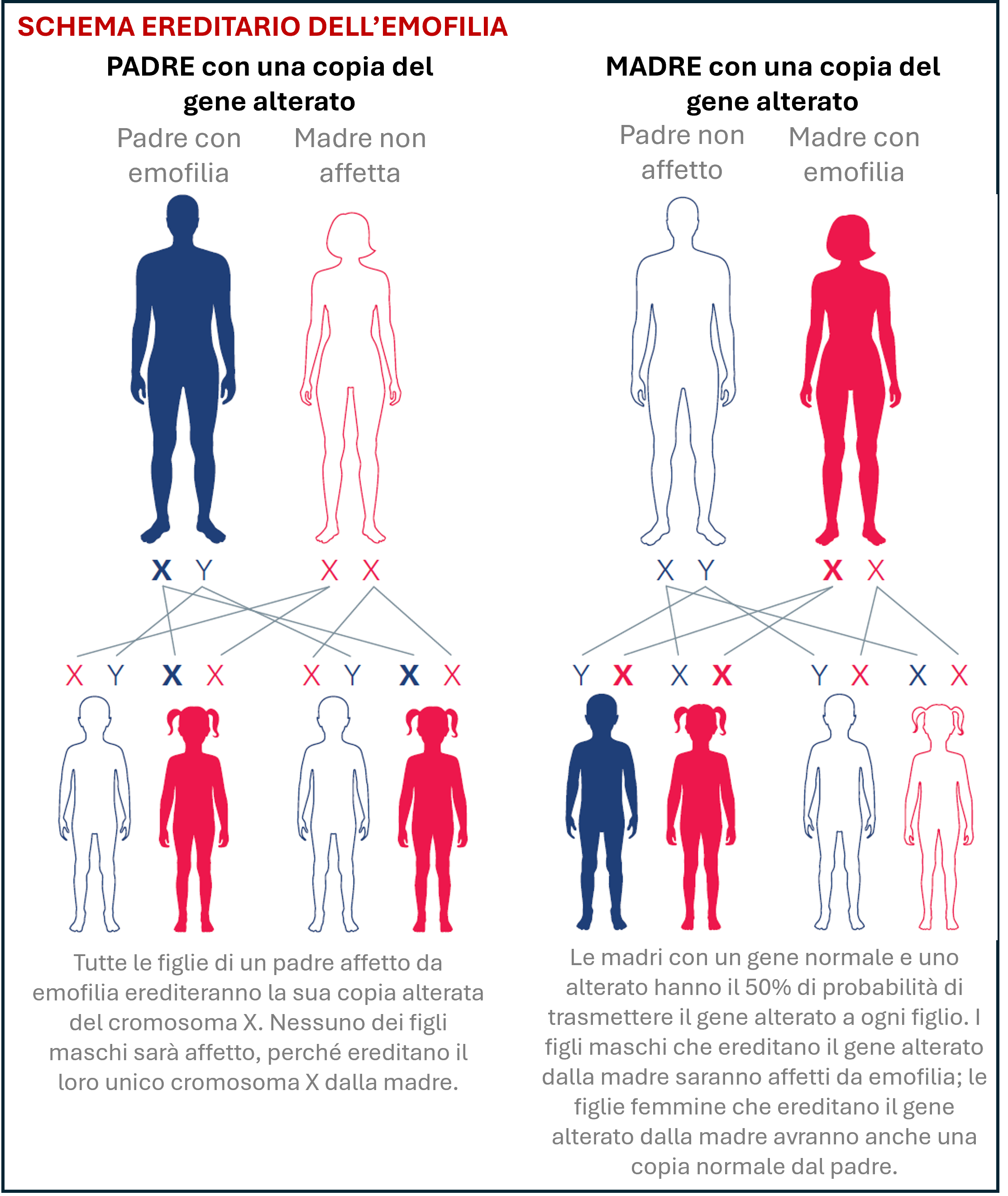 Schema Ereditarietà Emofilia